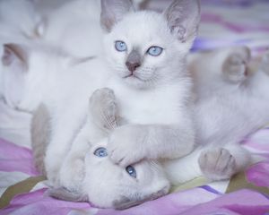 Preview wallpaper kittens, bright, color, playful