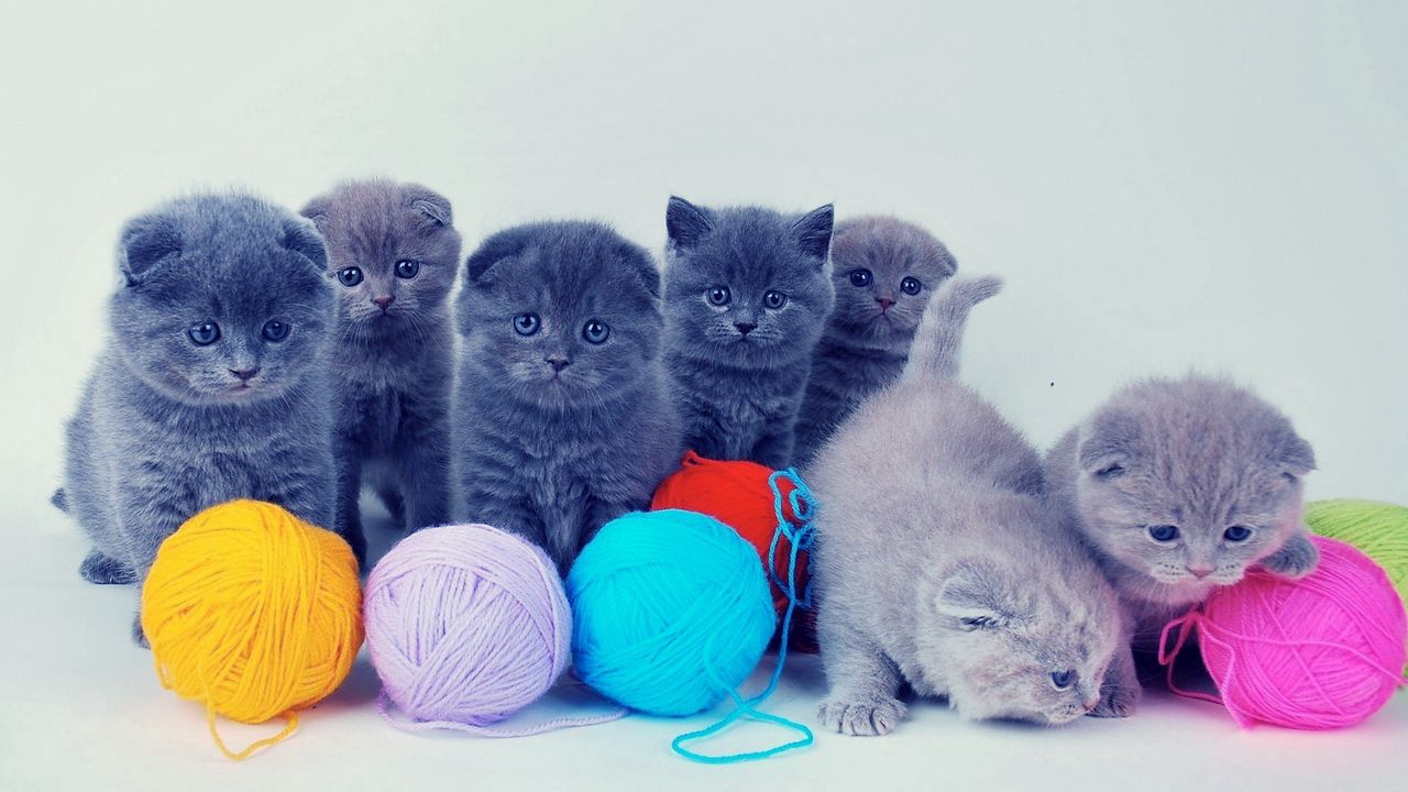 Wallpaper kittens, british, balls, playful