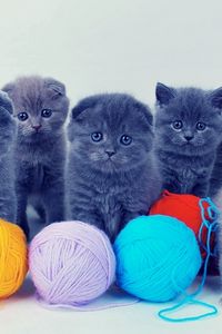 Preview wallpaper kittens, british, balls, playful