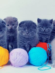 Preview wallpaper kittens, british, balls, playful