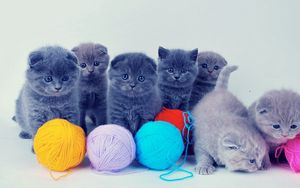 Preview wallpaper kittens, british, balls, playful