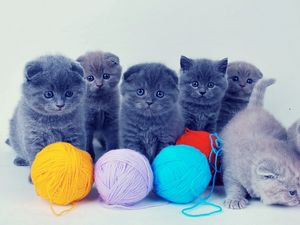 Preview wallpaper kittens, british, balls, playful