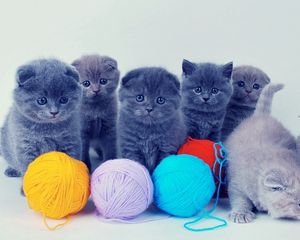 Preview wallpaper kittens, british, balls, playful