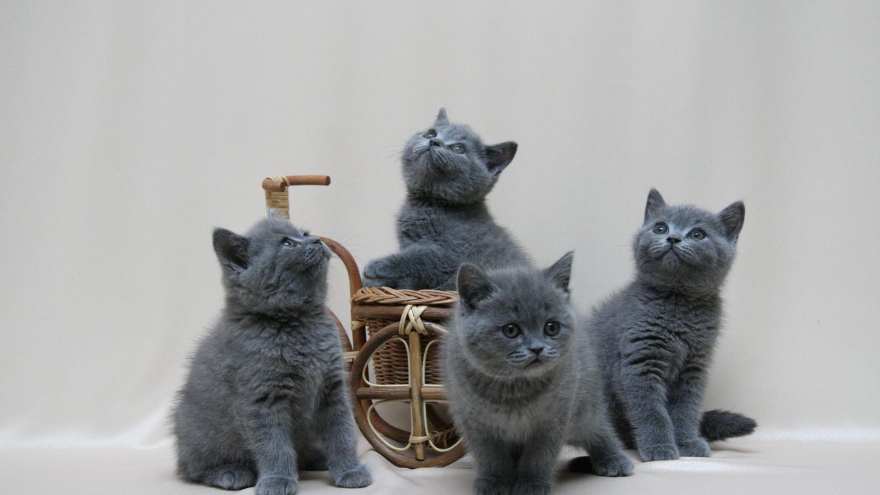 Wallpaper kittens, british, color, thumbnail, photoshoot