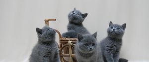 Preview wallpaper kittens, british, color, thumbnail, photoshoot