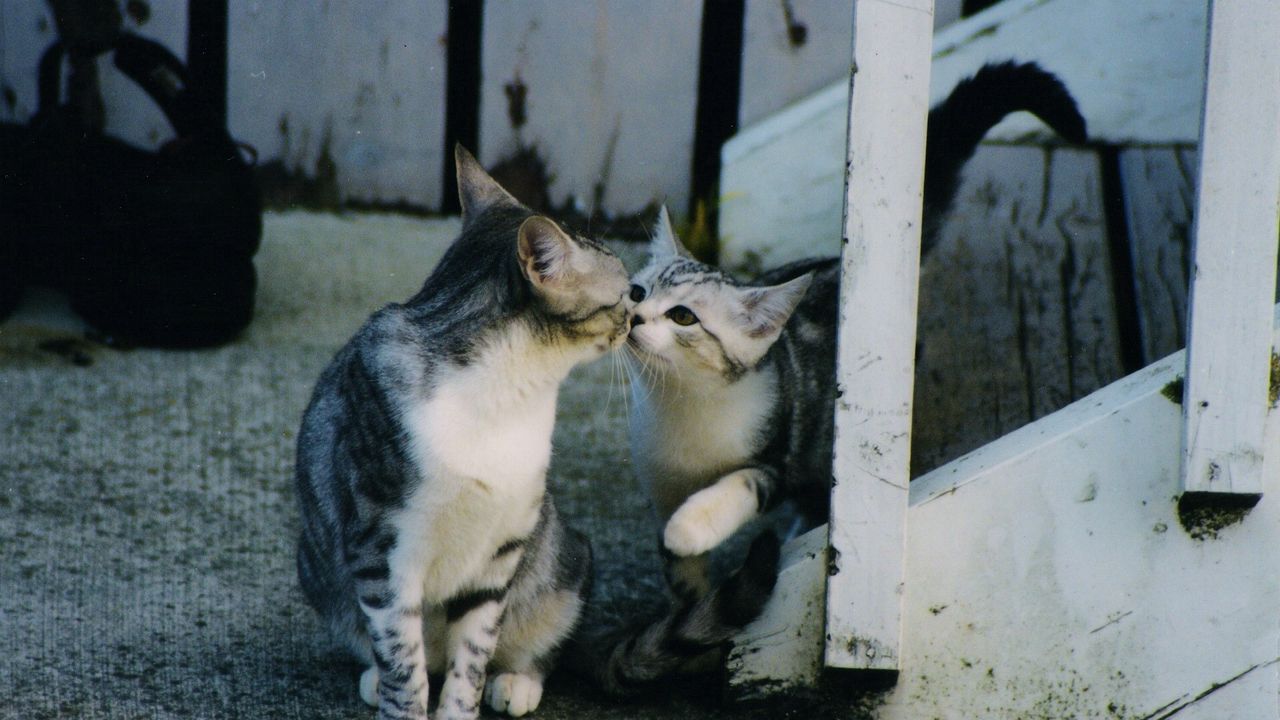 Wallpaper kittens, caring, tenderness, attention