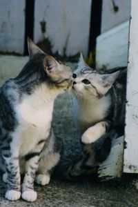 Preview wallpaper kittens, caring, tenderness, attention