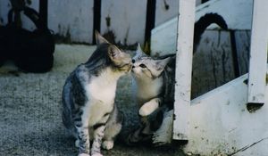 Preview wallpaper kittens, caring, tenderness, attention