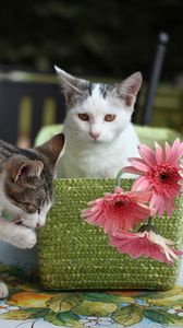 Preview wallpaper kittens, cats, basket, flowers