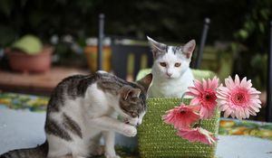 Preview wallpaper kittens, cats, basket, flowers