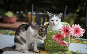 Preview wallpaper kittens, cats, basket, flowers