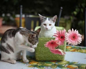 Preview wallpaper kittens, cats, basket, flowers