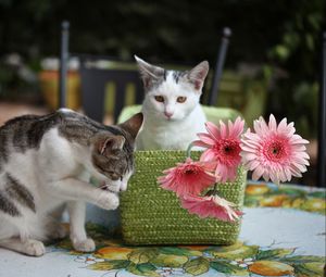 Preview wallpaper kittens, cats, basket, flowers