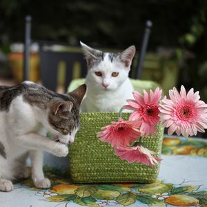 Preview wallpaper kittens, cats, basket, flowers