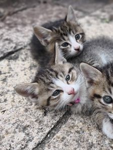 Preview wallpaper kittens, cats, fluffy, cute