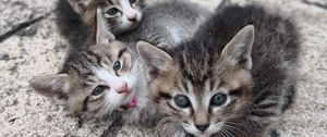 Preview wallpaper kittens, cats, fluffy, cute