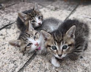 Preview wallpaper kittens, cats, fluffy, cute