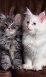Preview wallpaper kittens, cats, fluffy, colorful, cute