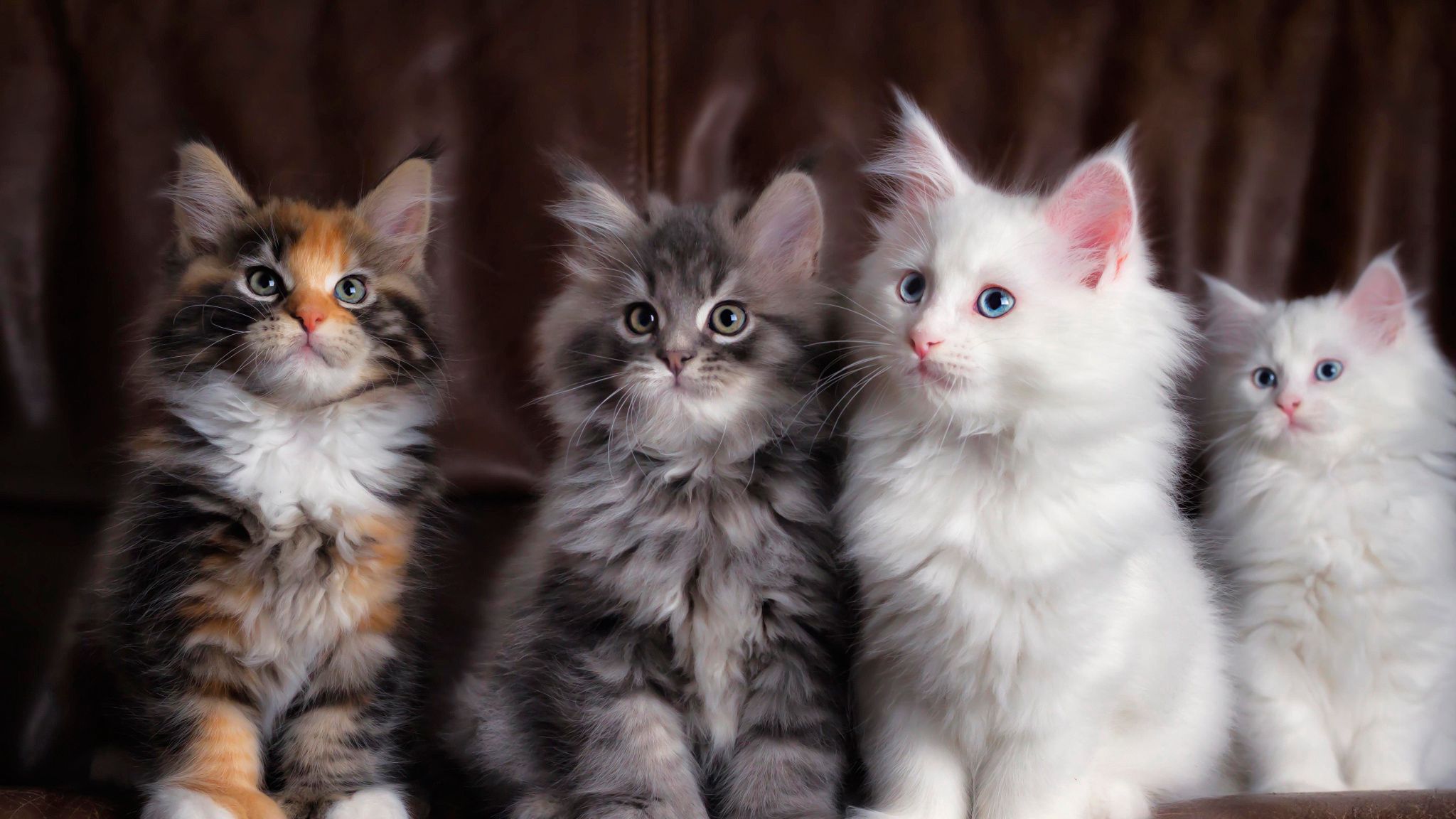 Hình nền Kittens: Đừng bỏ lỡ cơ hội để sở hữu những hình nền vô cùng đáng yêu về mèo con nhỏ tinh nghịch. Với các chủ đề đa dạng, từ dễ thương đến nghệ thuật, bạn chắc chắn sẽ tìm thấy bức hình ưng ý nhất để trang trí cho điện thoại hoặc máy tính của mình.