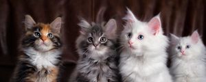 Preview wallpaper kittens, cats, fluffy, colorful, cute