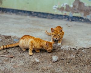 Preview wallpaper kittens, cats, striped, couple