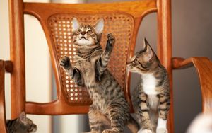 Preview wallpaper kittens, chair, couple, playful