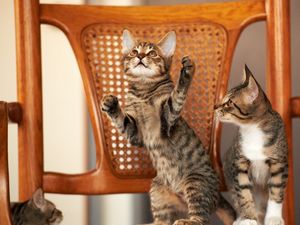 Preview wallpaper kittens, chair, couple, playful