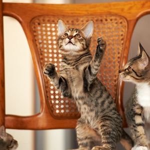 Preview wallpaper kittens, chair, couple, playful