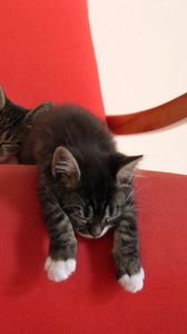 Preview wallpaper kittens, chair, down, sleep