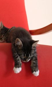 Preview wallpaper kittens, chair, down, sleep