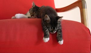 Preview wallpaper kittens, chair, down, sleep