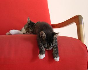 Preview wallpaper kittens, chair, down, sleep