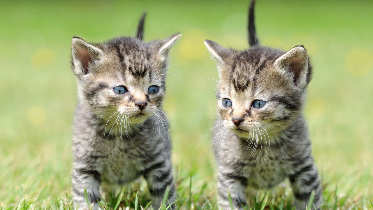 Wallpaper kittens, copy, grass