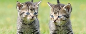 Preview wallpaper kittens, copy, grass