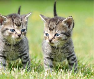 Preview wallpaper kittens, copy, grass