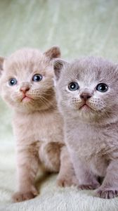 Preview wallpaper kittens, couple, beautiful, sitting