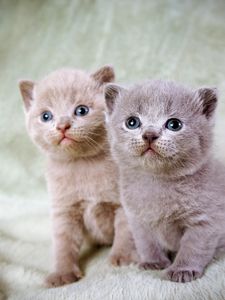 Preview wallpaper kittens, couple, beautiful, sitting