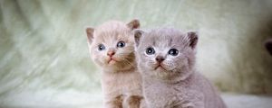 Preview wallpaper kittens, couple, beautiful, sitting