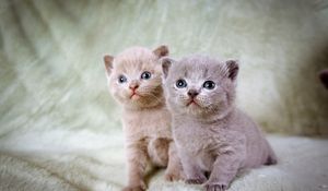 Preview wallpaper kittens, couple, beautiful, sitting