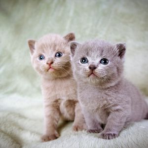 Preview wallpaper kittens, couple, beautiful, sitting