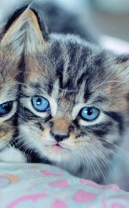 Preview wallpaper kittens, couple, blue-eyed