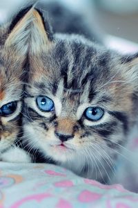 Preview wallpaper kittens, couple, blue-eyed