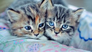Preview wallpaper kittens, couple, blue-eyed