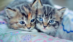 Preview wallpaper kittens, couple, blue-eyed