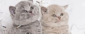 Preview wallpaper kittens, couple, british, cute