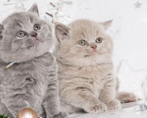 Preview wallpaper kittens, couple, british, cute