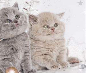 Preview wallpaper kittens, couple, british, cute