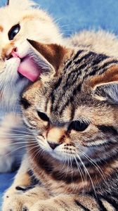 Preview wallpaper kittens, couple, caring, licking, striped, lie