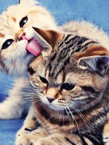 Preview wallpaper kittens, couple, caring, licking, striped, lie