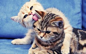 Preview wallpaper kittens, couple, caring, licking, striped, lie